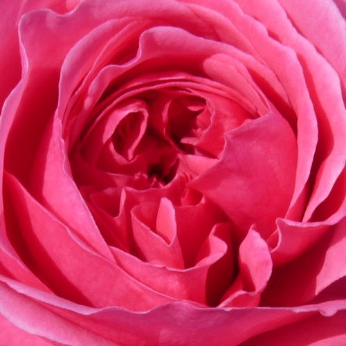 Online rózsa webáruház - talajtakaró rózsa - rózsaszín - Rosa Palmengarten Frankfurt® - nem illatos rózsa - W. Kordes & Sons - Robosztus, ellenálló fajta, friss zöld lombozattal. Talajtakarásra kiválóan alkalmas.
